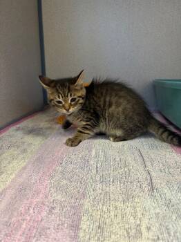 Sally -  Domestic Short Hair Cat for Adoption in Liverpool, New York - Sally | PetCurious