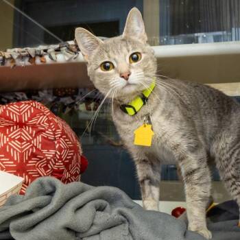 Domestic Short Hair Cats Available for Adoption in St. Louis, Missouri - NEBULA | PetCurious
