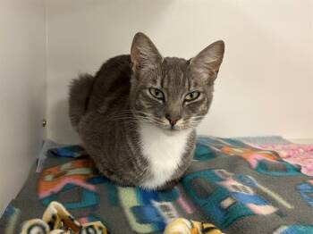 SIRENA -  Domestic Short Hair Cat for Adoption in Kent, Washington - SIRENA | PetCurious