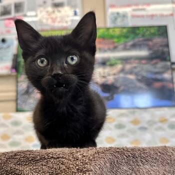 Whimsy -  Domestic Short Hair Cat for Adoption in Medford, Oregon - Whimsy | PetCurious