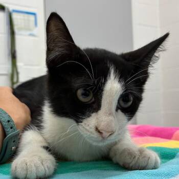 Dock -  Domestic Short Hair Cat for Adoption in Corpus Christi, Texas - Dock | PetCurious