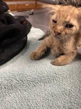 Estefan -  Domestic Short Hair Cat for Adoption in Gainesville, Florida - Estefan | PetCurious