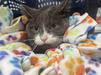 Rescue Domestic Short Hair Cats for Adoption in Plymouth, Minnesota - Cheesecake ~Adoption Center Cat~ | PetCurious