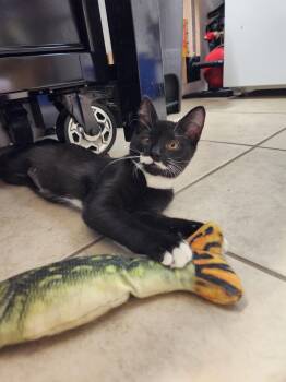 Rescue Domestic Short Hair and Tuxedo Cats for Adoption in Ann Arbor, Michigan - Zeb | PetCurious