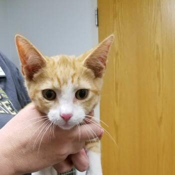 Domestic Short Hair Cats Available for Adoption in Ottawa, Kansas - Solomon (Solly) | PetCurious