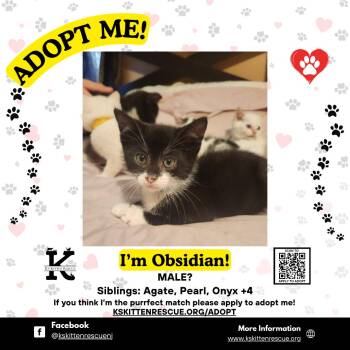 Domestic Short Hair Cats Available for Adoption in OSBORNVILLE, New Jersey - Obsidian | PetCurious