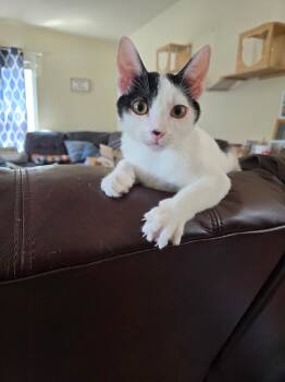 Denim -  Domestic Short Hair Cat for Adoption in Hammond, Indiana - Denim | PetCurious