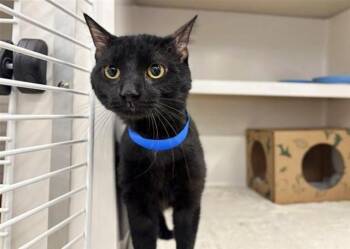 Domestic Medium Hair Cats Available for Adoption in Brentwood, Missouri - NIGHT | PetCurious