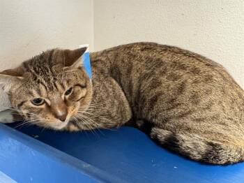 STEVE -  Domestic Short Hair Cat for Adoption in Grand Prairie, Texas - STEVE | PetCurious