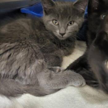 Sylvia -  Domestic Short Hair Cat for Adoption in Burlington, Iowa - Sylvia | PetCurious