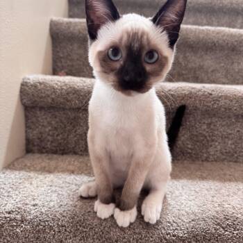 Draco -  Domestic Short Hair Cat for Adoption in Springfield, Oregon - Draco | PetCurious