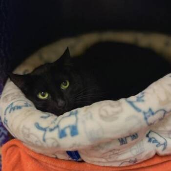 Avocado -  Domestic Short Hair Cat for Adoption in Richmond, Virginia - Avocado | PetCurious
