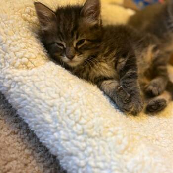 Domestic Long Hair Cats Available for Adoption in Incline Village, Nevada - Wattage | PetCurious