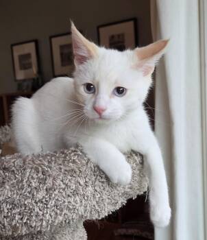 Whitaker -  Siamese Cat for Adoption in Syracuse, New York - Whitaker | PetCurious