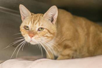 A1268831 -  Domestic Short Hair Cat for Adoption in Charlotte, North Carolina - A1268831 | PetCurious