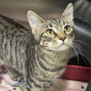 Kenny -  Domestic Short Hair Cat for Adoption in Brookfield, Missouri - Kenny | PetCurious