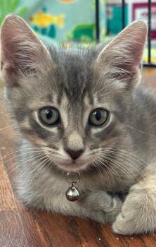 Ace -  Tabby Cat for Adoption in San Antonio, Texas - Ace | PetCurious