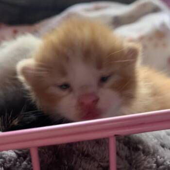Trouble -  Domestic Short Hair Cat for Adoption in Priest River, Idaho - Trouble | PetCurious