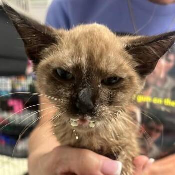 Leiflet -  Domestic Short Hair Cat for Adoption in Fredericksburg, Virginia - Leiflet | PetCurious