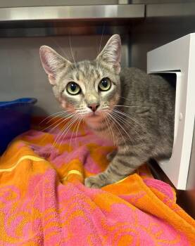 Rescue Domestic Short Hair Cats for Adoption in Liverpool, New York - Priscilla | PetCurious