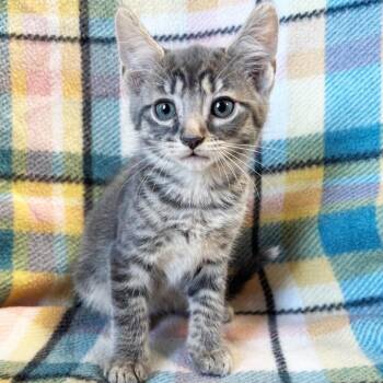 Tres -  American Shorthair Cat for Adoption in Mt. Juliet, Tennessee - Tres | PetCurious