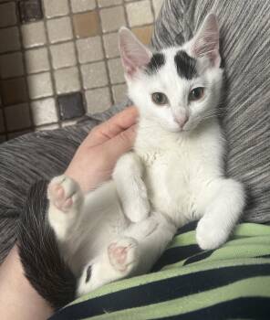 Key Fob -  Domestic Short Hair Cat for Adoption in Farmington, Minnesota - Key Fob | PetCurious