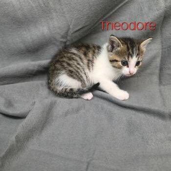 Theodore -  Domestic Short Hair Cat for Adoption in Parkersburg, West Virginia - Theodore | PetCurious