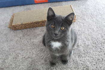 Rescue Domestic Short Hair Cats for Adoption - Scotty | PetCurious