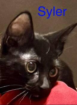 Domestic Short Hair Cats Available for Adoption - Syler | PetCurious