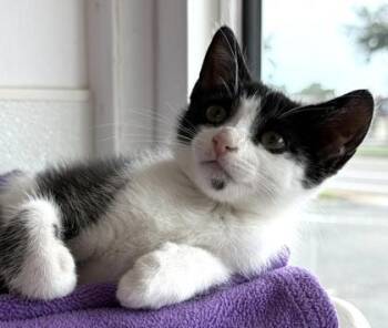 Tempo -  Domestic Short Hair Cat for Adoption in Venice, Florida - Tempo | PetCurious
