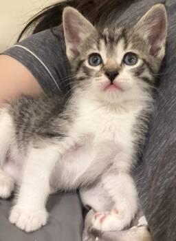 Domestic Short Hair Cats Available for Adoption in San Jose, California - Atlas Baby Bonded W/Fluffy | PetCurious