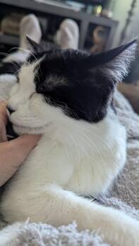 Rescue Domestic Short Hair Cats for Adoption in Eagan, Minnesota - Willie | PetCurious