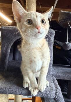 brownie -  Tabby and Domestic Short Hair Cat for Adoption in San Jose, California - Brownie | PetCurious