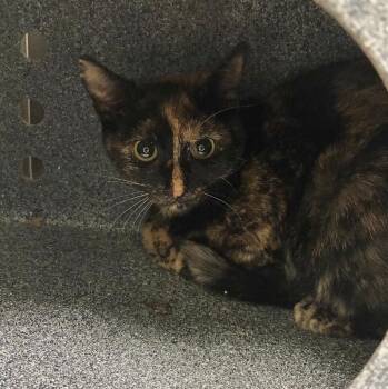 Daffodil -  Domestic Short Hair Cat for Adoption in Disputanta, Virginia - Daffodil | PetCurious