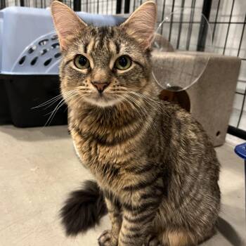 Cosette -  Domestic Medium Hair Cat for Adoption in Columbus, Ohio - Cosette | PetCurious