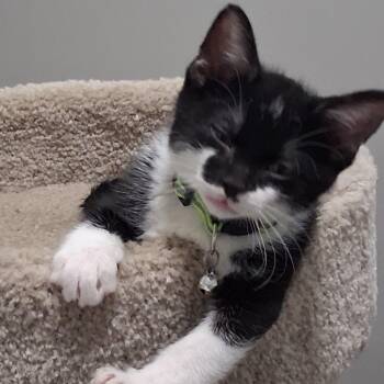 Velmo -  Domestic Short Hair Cat for Adoption in Chicago, Illinois - Velmo | PetCurious