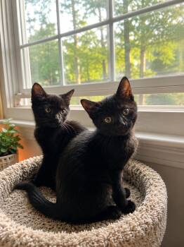 Lenny and June -  American Shorthair Cat for Adoption in Westwood, New Jersey - Lenny And June | PetCurious