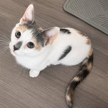 Starlight -  Domestic Short Hair Cat for Adoption in Long Beach, California - Starlight | PetCurious