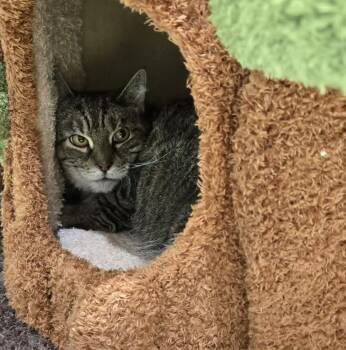 Rain -  Domestic Short Hair and Tabby Cat for Adoption in Georgina, Ontario - Rain | PetCurious