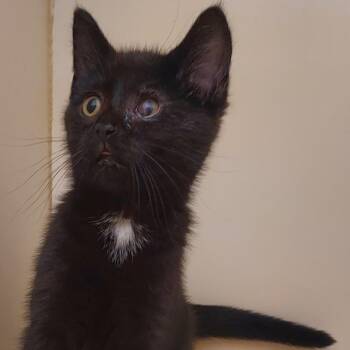 Helen of Troy -  Domestic Short Hair Cat for Adoption in Dayton, Ohio - Helen Of Troy | PetCurious