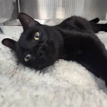 Domestic Short Hair Cats Available for Adoption in Bentonville, Arkansas - Midnight | PetCurious