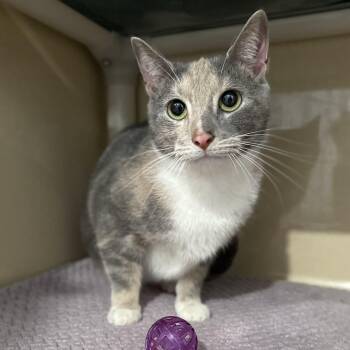 Domestic Short Hair and Dilute Calico Cats Available for Adoption - Salsa | PetCurious