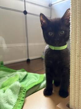 Domestic Short Hair Cats Available for Adoption in Charlotte, North Carolina - INKY | PetCurious