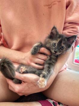 Cardamom -  Domestic Long Hair Cat for Adoption in Lafayette, Colorado - Cardamom | PetCurious