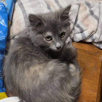 Lint -  Domestic Medium Hair Cat for Adoption in Liverpool, Texas - Lint | PetCurious