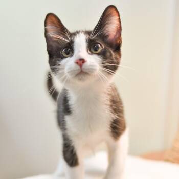 Butterfly -  Domestic Short Hair Cat for Adoption in Kailua-kona, Hawaii - Butterfly | PetCurious