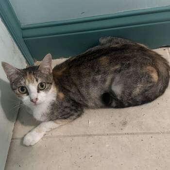 Phoebe -  Domestic Short Hair Cat for Adoption in Los Angeles, California - Phoebe | PetCurious