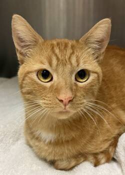 Rescue Domestic Short Hair Cats for Adoption in Aiken, South Carolina - Fondue 59680 | PetCurious