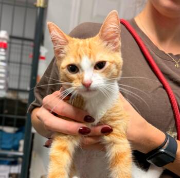 Marlo -  Domestic Short Hair Cat for Adoption in Columbia, South Carolina - Marlo | PetCurious