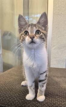Pawz -  Domestic Short Hair Cat for Adoption in Saginaw, Michigan - Pawz | PetCurious